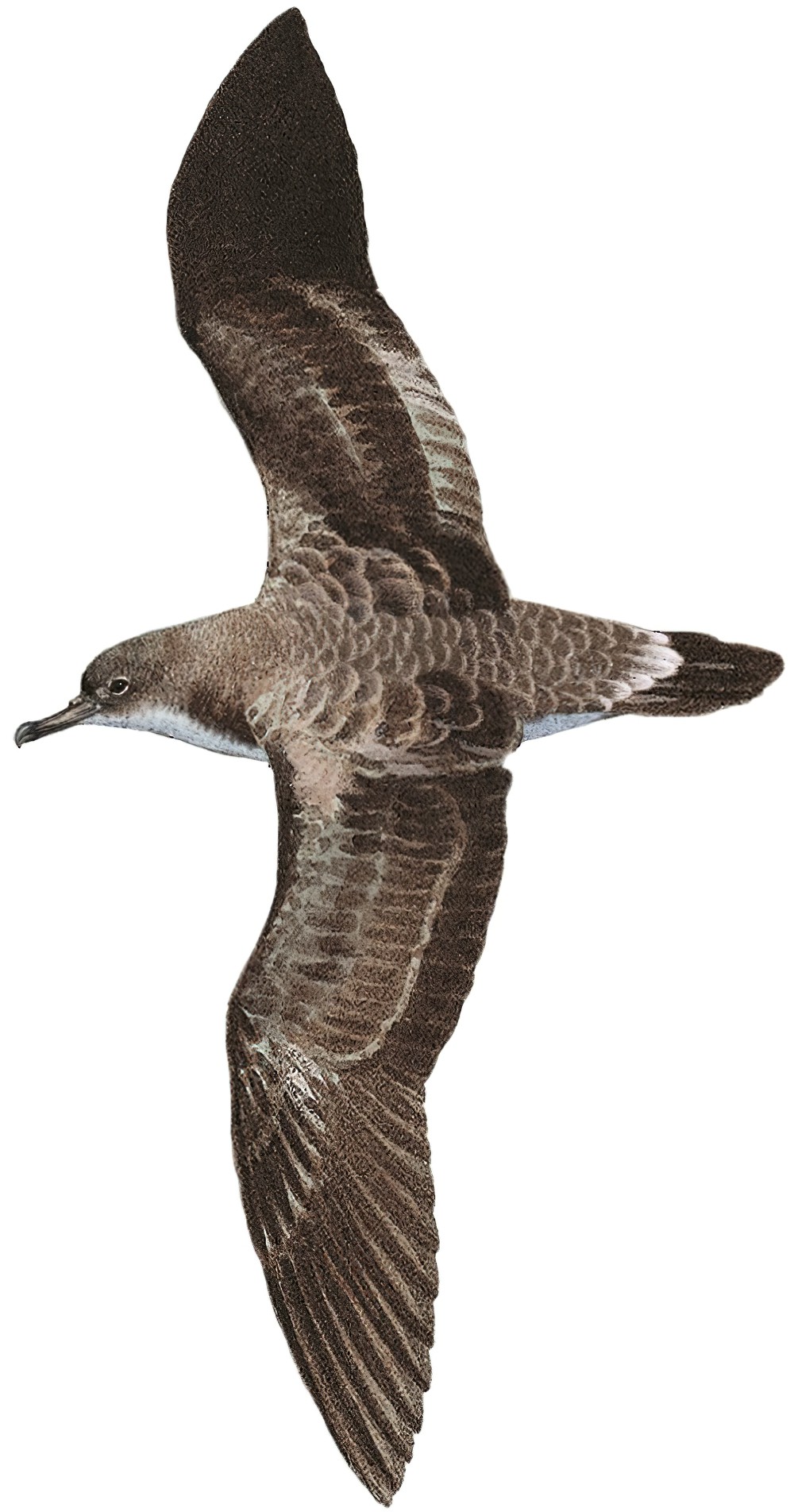 佛得角鹱 / Cape Verde Shearwater / Calonectris edwardsii