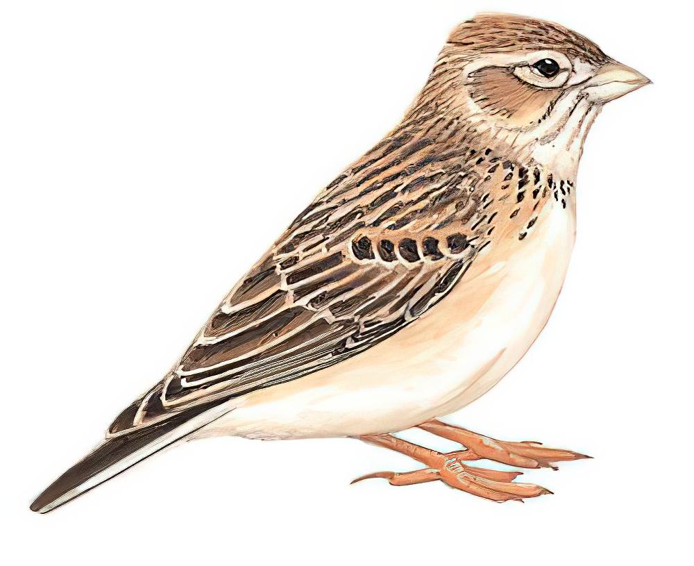 亚洲短趾百灵 / Asian Short-toed Lark / Alaudala cheleensis