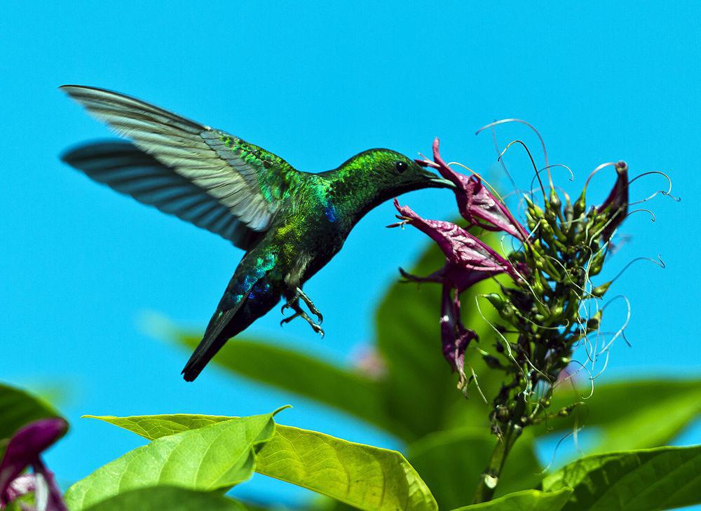 绿喉蜂鸟 / Green-throated Carib / Eulampis holosericeus