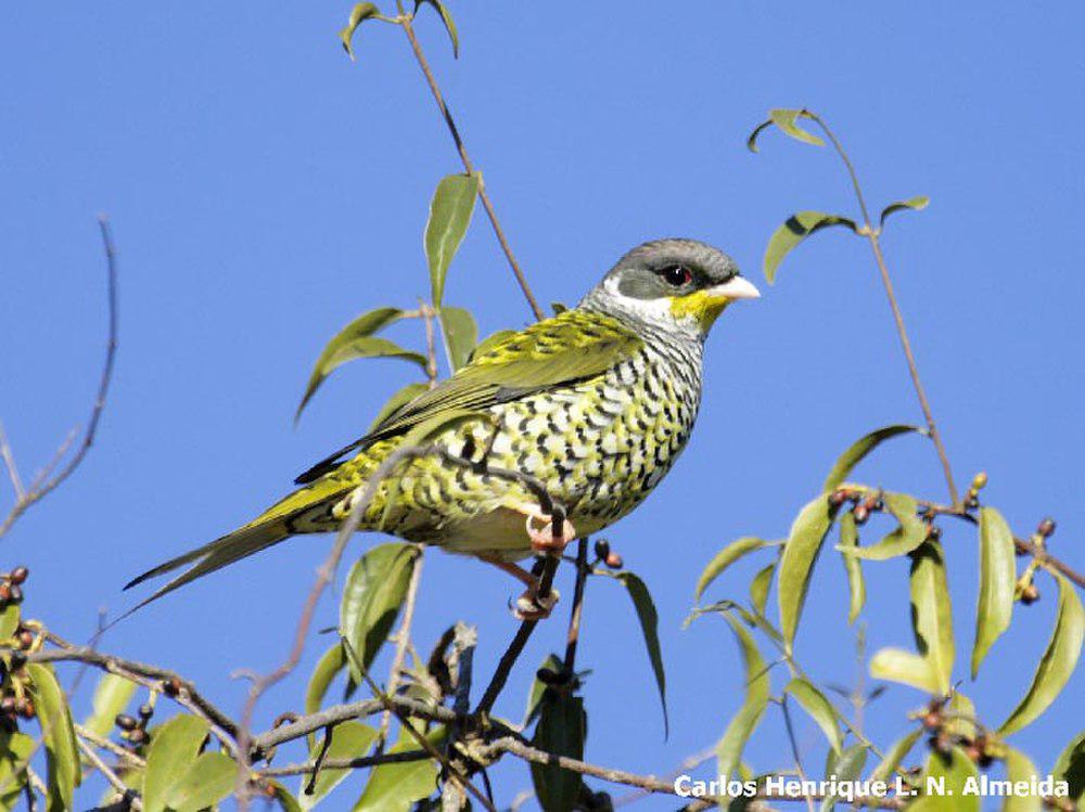 帕卡丘帕伞鸟 / Palkachupa Cotinga / Phibalura boliviana