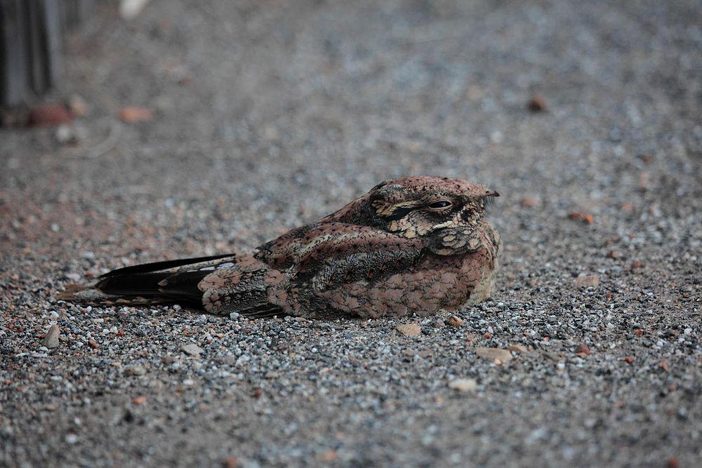 斑毛腿夜鹰 / Spotted Nightjar / Eurostopodus argus