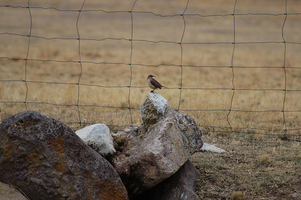 黄胸爬地雀 / Buff-breasted Earthcreeper / Upucerthia validirostris