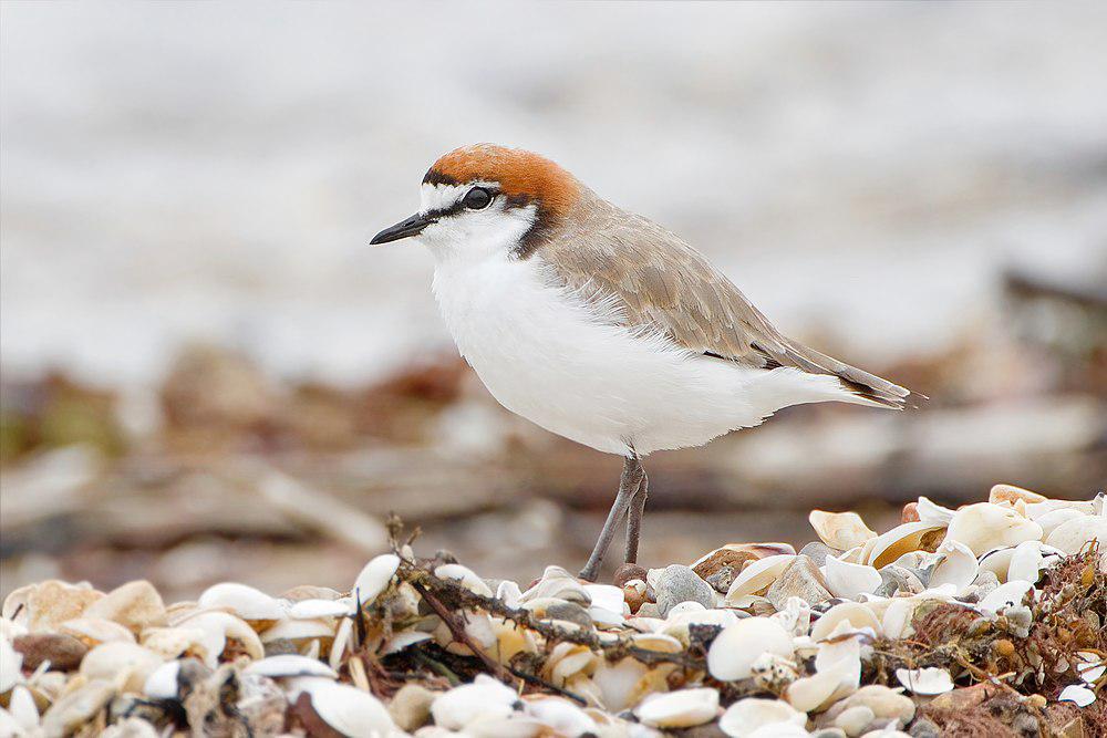 红顶鸻 / Red-capped Plover / Charadrius ruficapillus