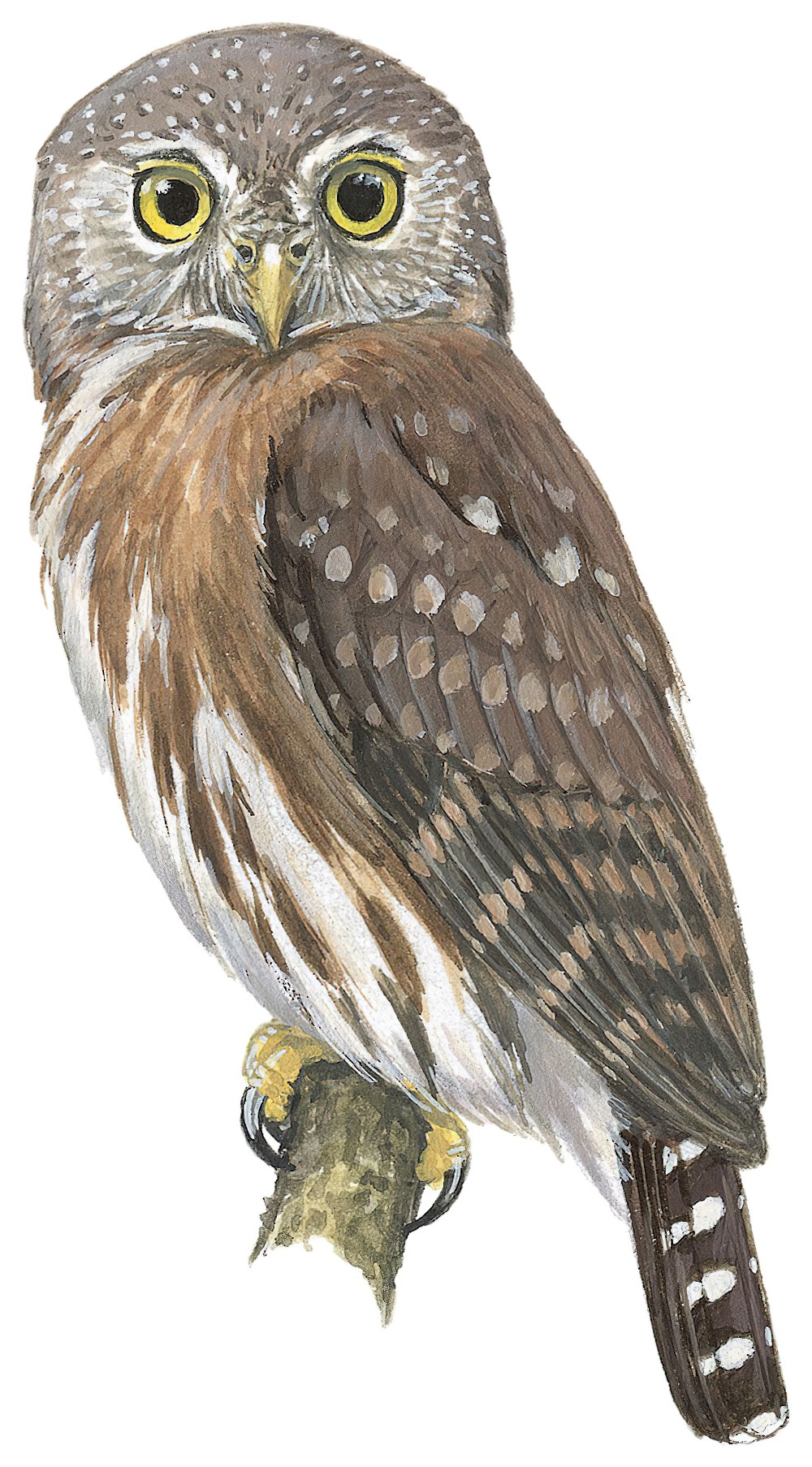 伯州鸺鹠 / Pernambuco Pygmy Owl / Glaucidium mooreorum