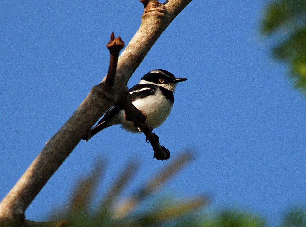 黑头蓬背鹟 / Eastern Black-headed Batis / Batis minor