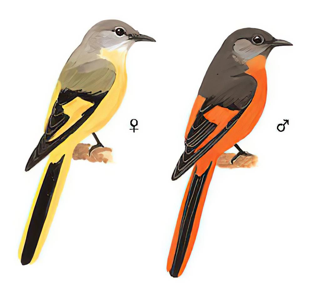 灰喉山椒鸟 / Grey-chinned Minivet / Pericrocotus solaris