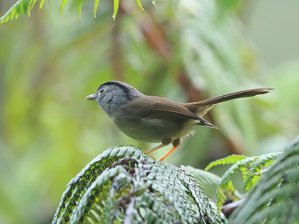 山雀鹛 / Mountain Fulvetta / Alcippe peracensis