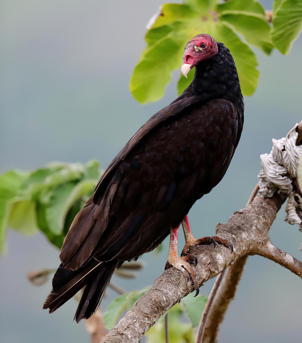 红头美洲鹫 / Turkey Vulture / Cathartes aura