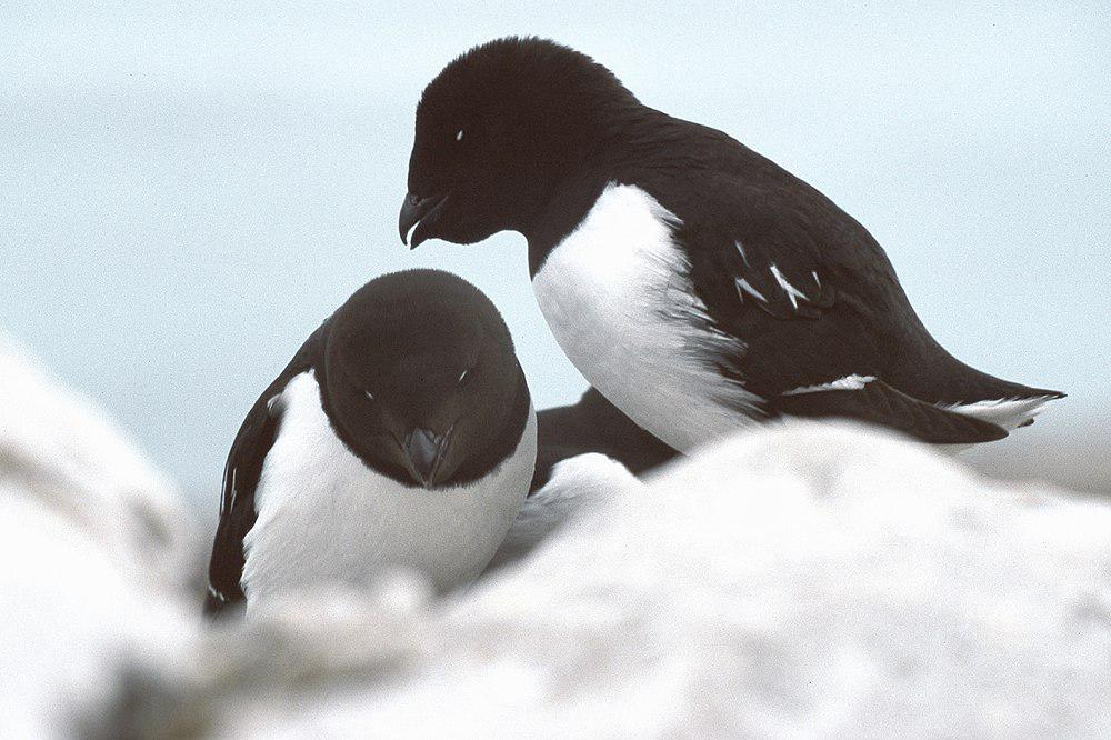 侏海雀 / Little Auk / Alle alle