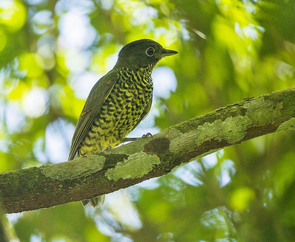 鵙伞鸟 / Brazilian Laniisoma / Laniisoma elegans