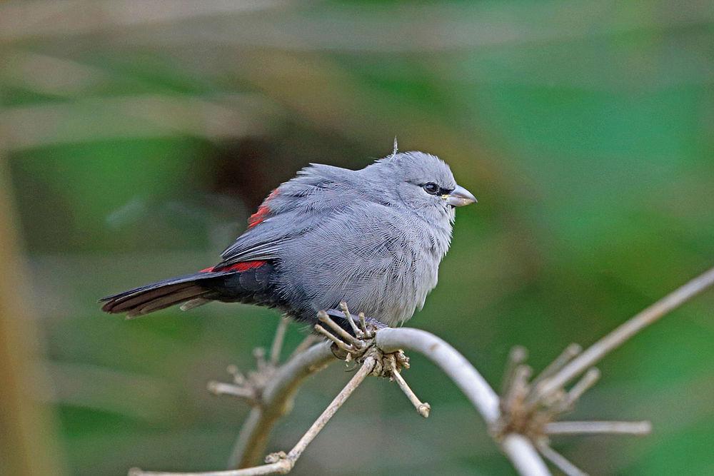 黑尾梅花雀 / Grey Waxbill / Glaucestrilda perreini