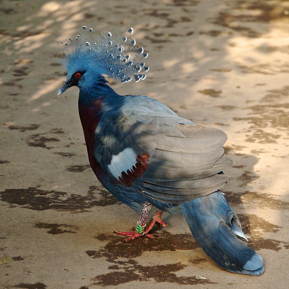 维多凤冠鸠 / Victoria Crowned Pigeon / Goura victoria