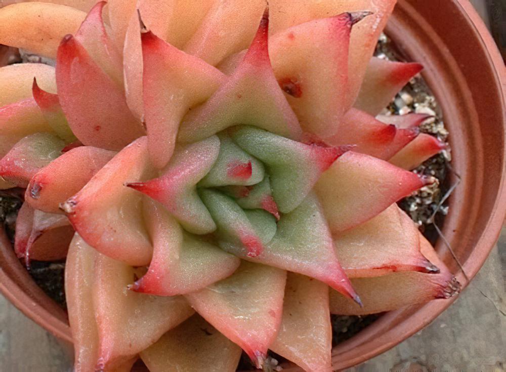 Echeveria agavoides-东云