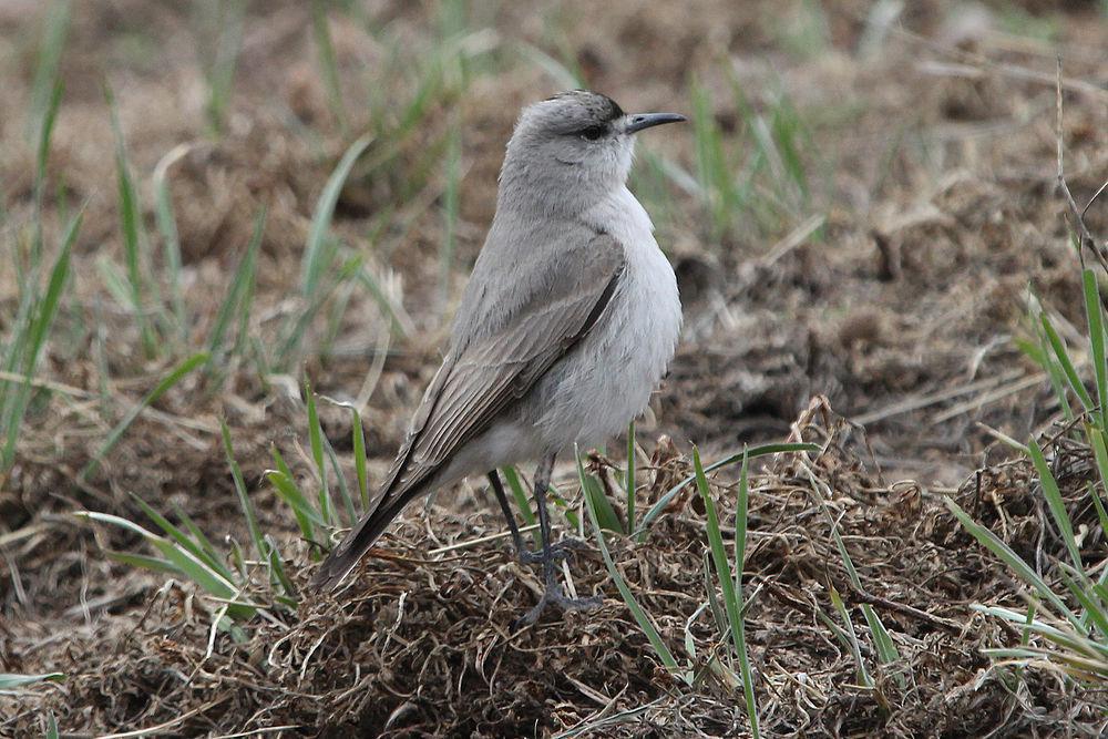 黑额地霸鹟 / Black-fronted Ground Tyrant / Muscisaxicola frontalis