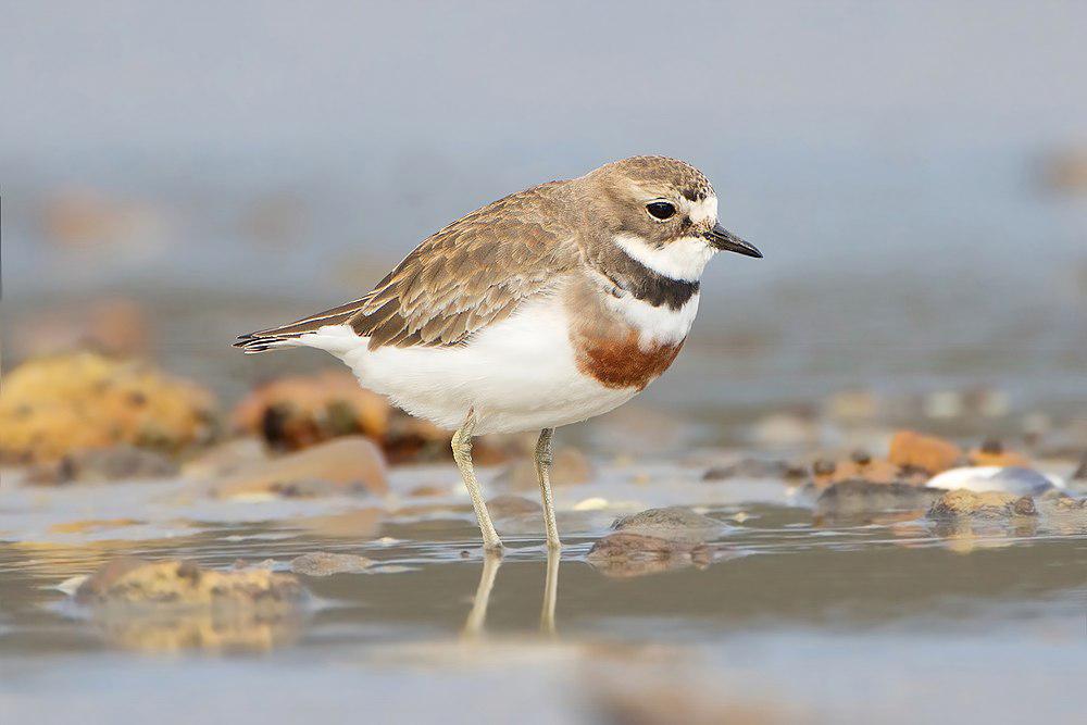 栗胸鸻 / Double-banded Plover / Charadrius bicinctus