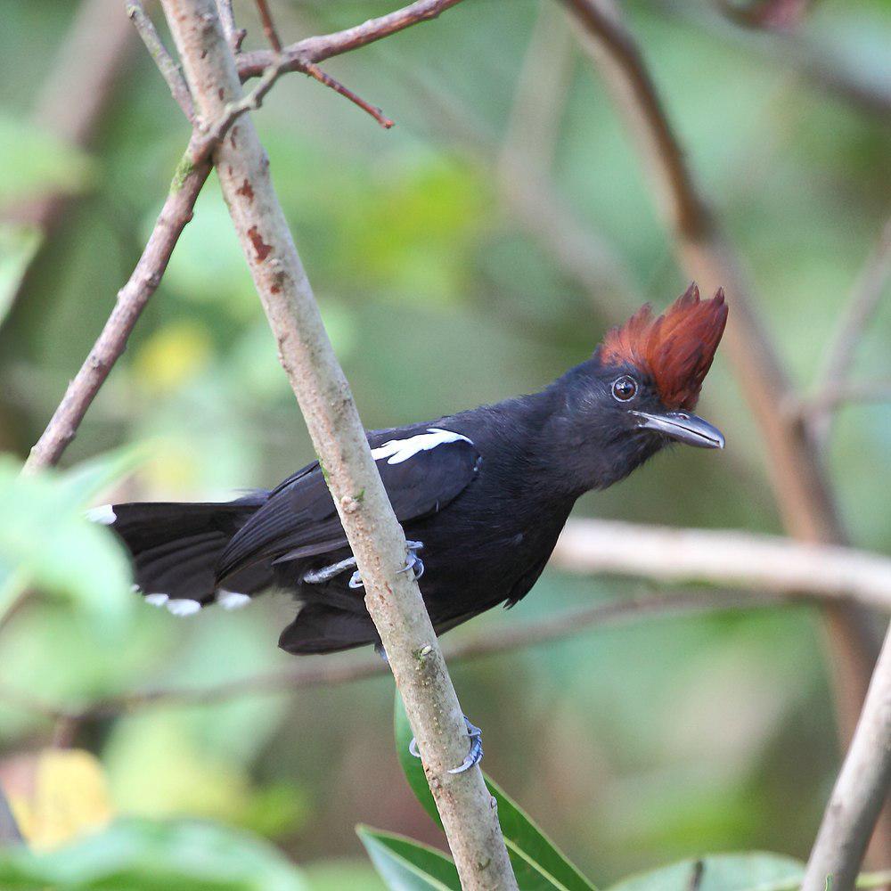 辉蚁鵙 / Glossy Antshrike / Sakesphorus luctuosus