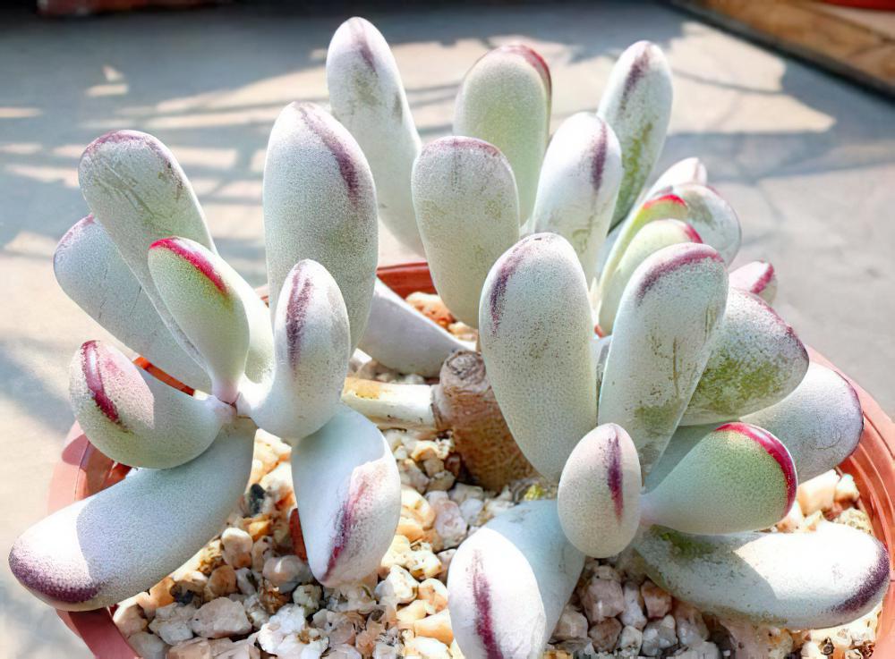 福娘Cotyledon orbiculata var.dinteri