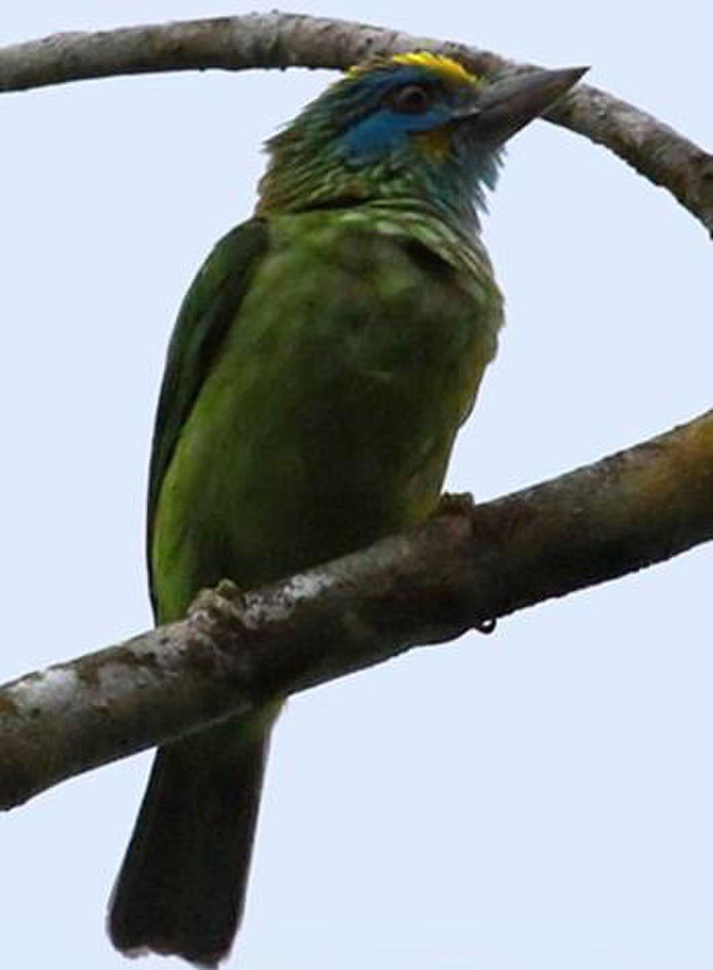 黄额拟䴕 / Yellow-fronted Barbet / Psilopogon flavifrons