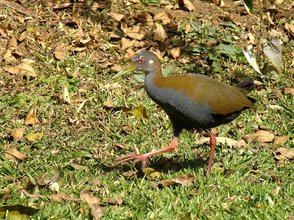 灰胸林秧鸡 / Slaty-breasted Wood Rail / Aramides saracura