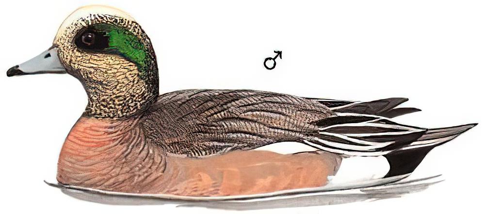 绿眉鸭 / American Wigeon / Mareca americana