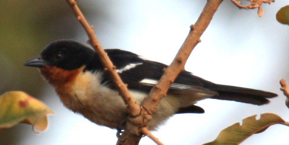 白腰唐纳雀 / White-rumped Tanager / Cypsnagra hirundinacea