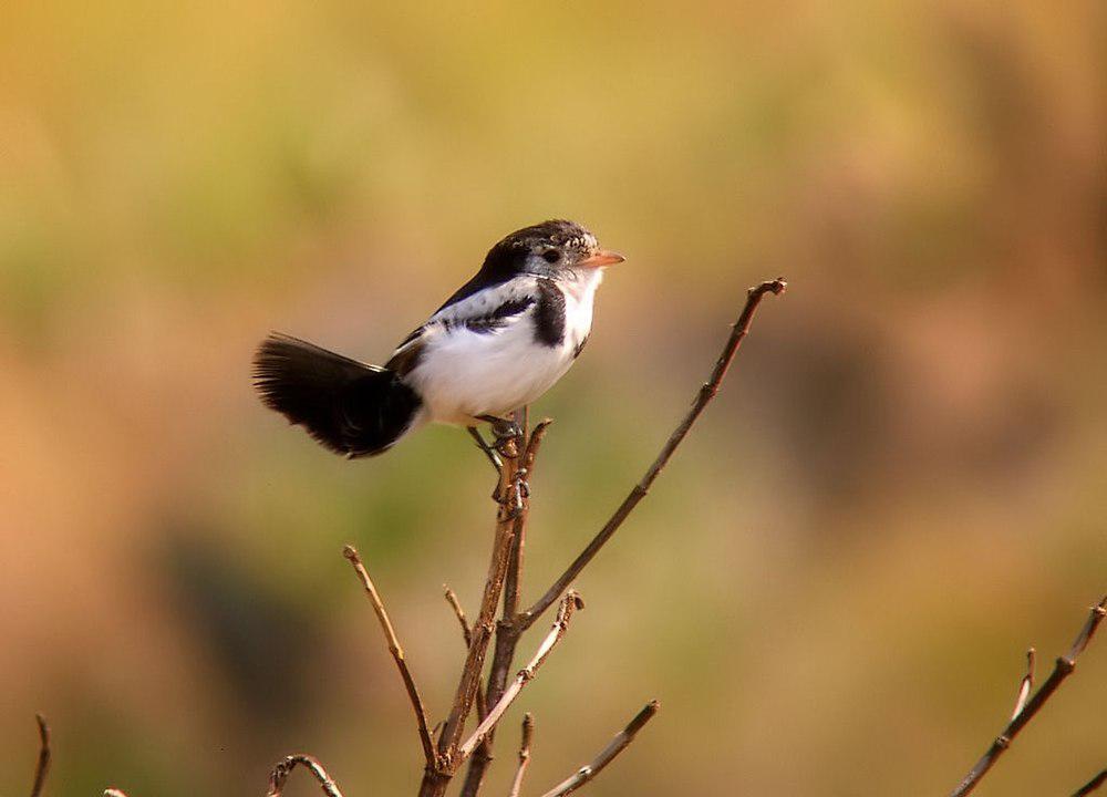 鸡尾霸鹟 / Cock-tailed Tyrant / Alectrurus tricolor