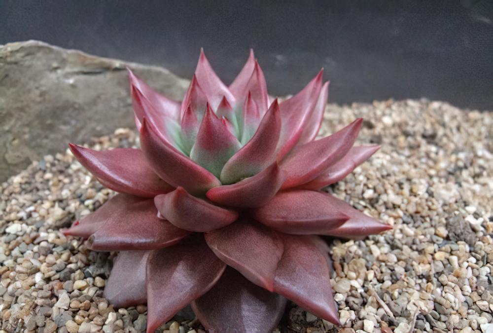 Echeveria agavoides-东云