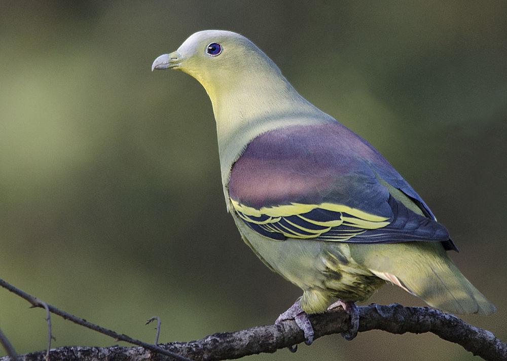 灰额绿鸠 / Grey-fronted Green Pigeon / Treron affinis