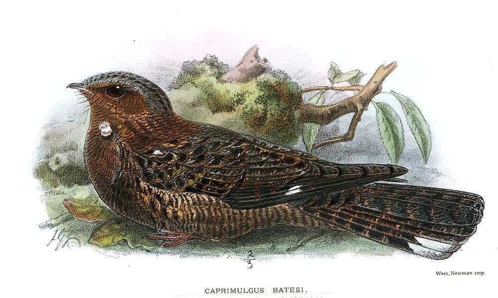 贝氏夜鹰 / Bates\'s Nightjar / Caprimulgus batesi