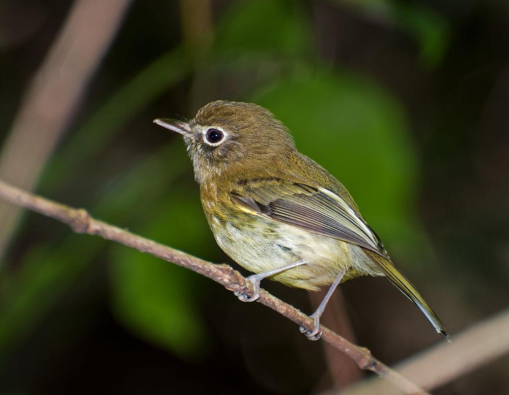 橄榄色哑霸鹟 / Eye-ringed Tody-Tyrant / Hemitriccus orbitatus