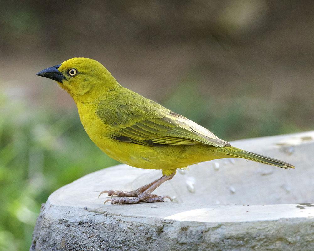 大金织雀 / Holub\'s Golden Weaver / Ploceus xanthops