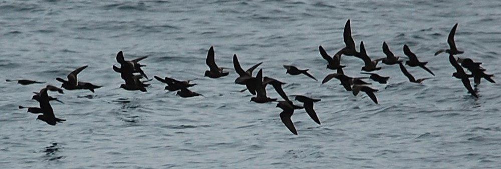 美州黑叉尾海燕 / Black Storm Petrel / Oceanodroma melania