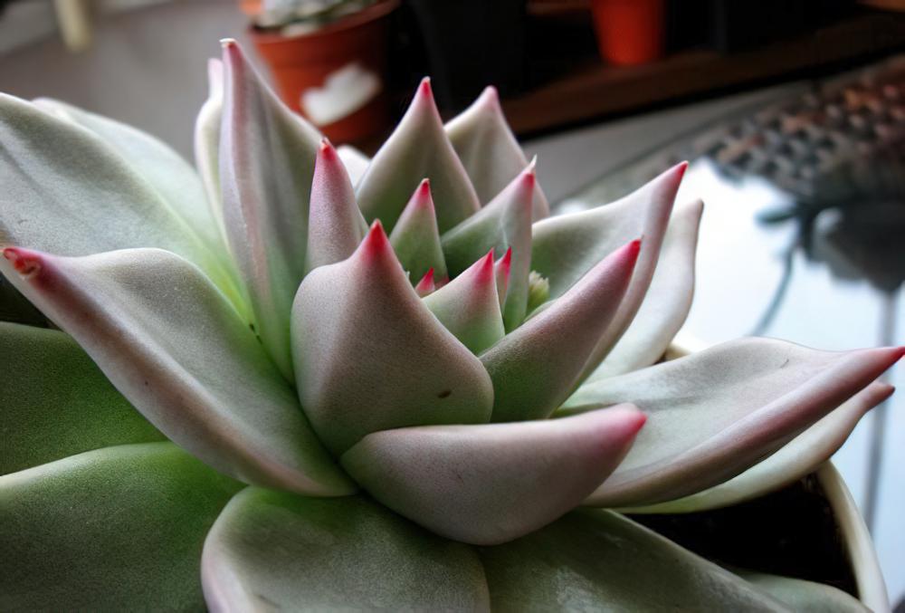 天狼星 Echeveria agavoides ‘Sirius‘