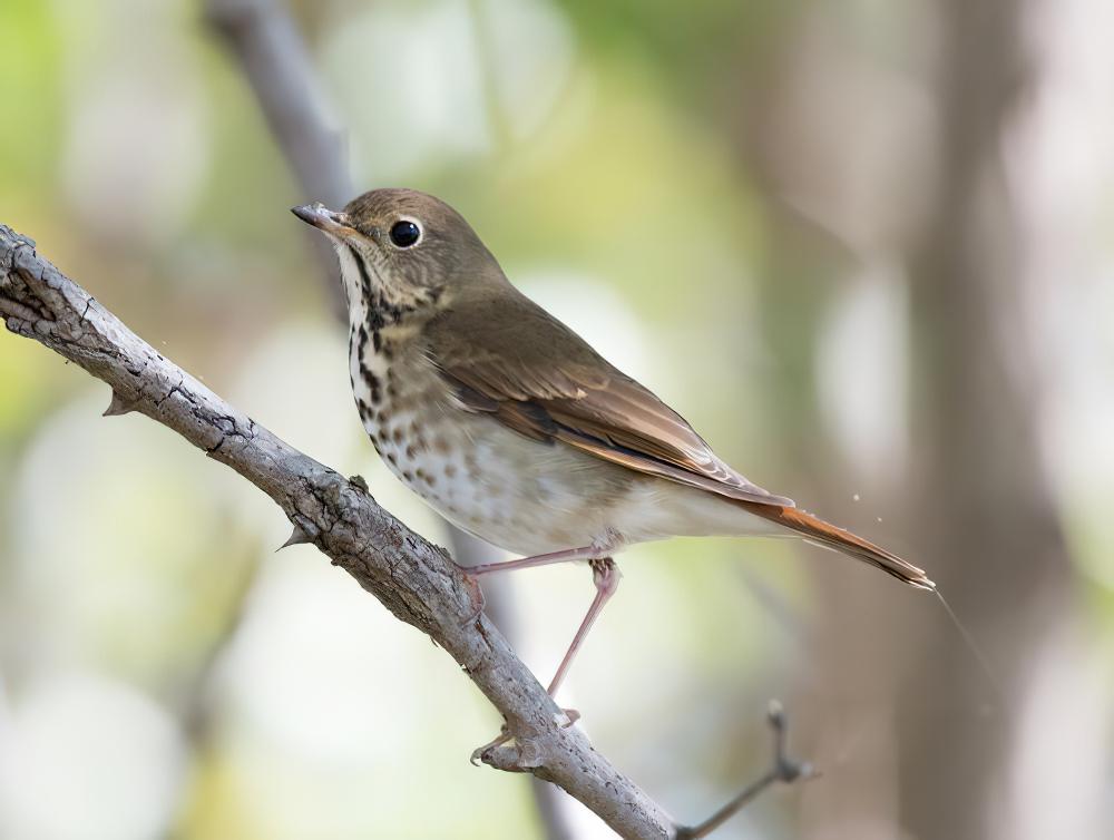 隐夜鸫 / Hermit Thrush / Catharus guttatus