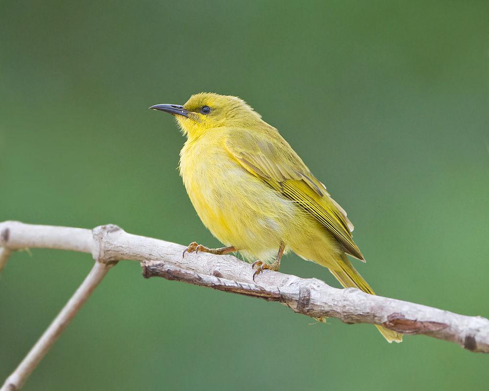 黄吸蜜鸟 / Yellow Honeyeater / Stomiopera flava