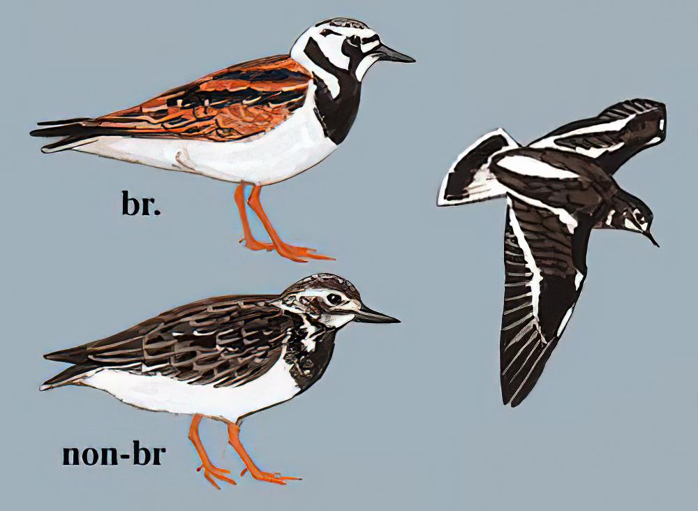 翻石鹬 / Ruddy Turnstone / Arenaria interpres