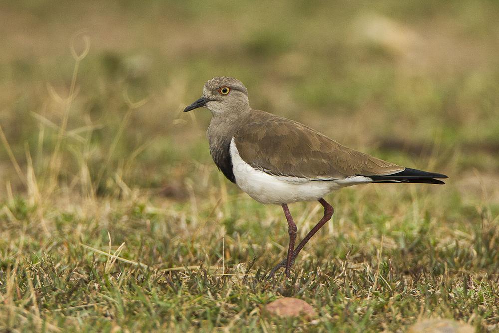 黑翅麦鸡 / Black-winged Lapwing / Vanellus melanopterus