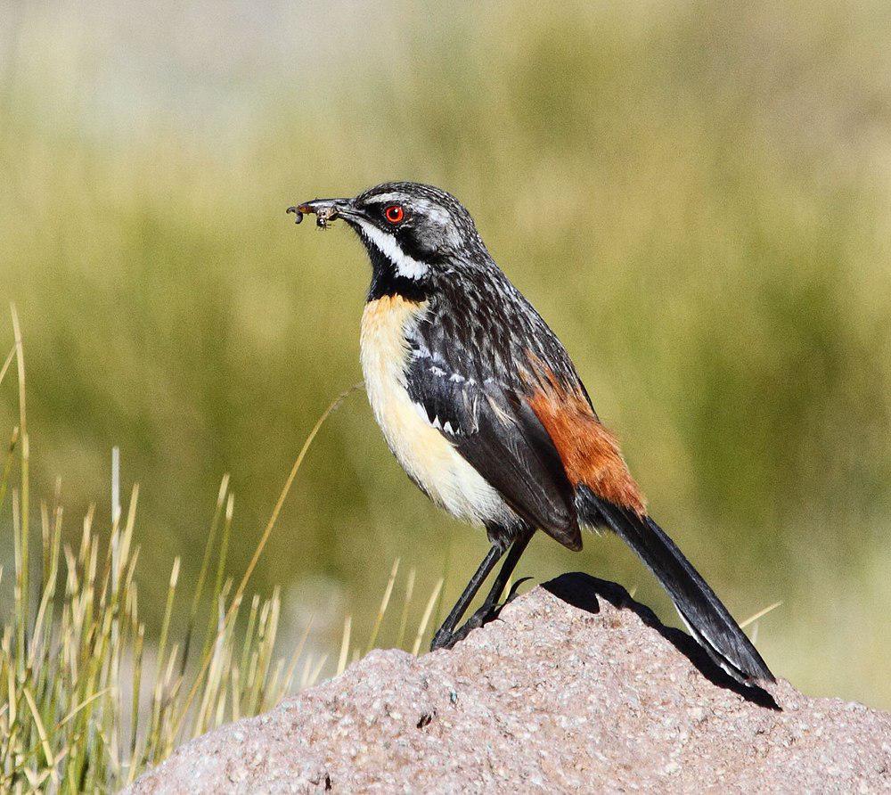 橙胸岩鸫 / Drakensberg Rockjumper / Chaetops aurantius