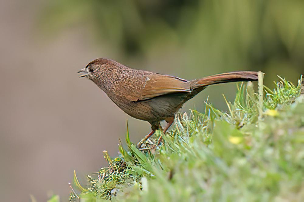 丽星噪鹛 / Bhutan Laughingthrush / Trochalopteron imbricatum