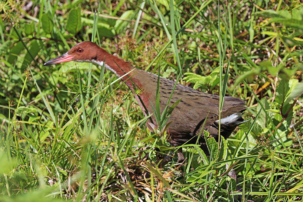 白喉秧鸡 / White-throated Rail / Dryolimnas cuvieri