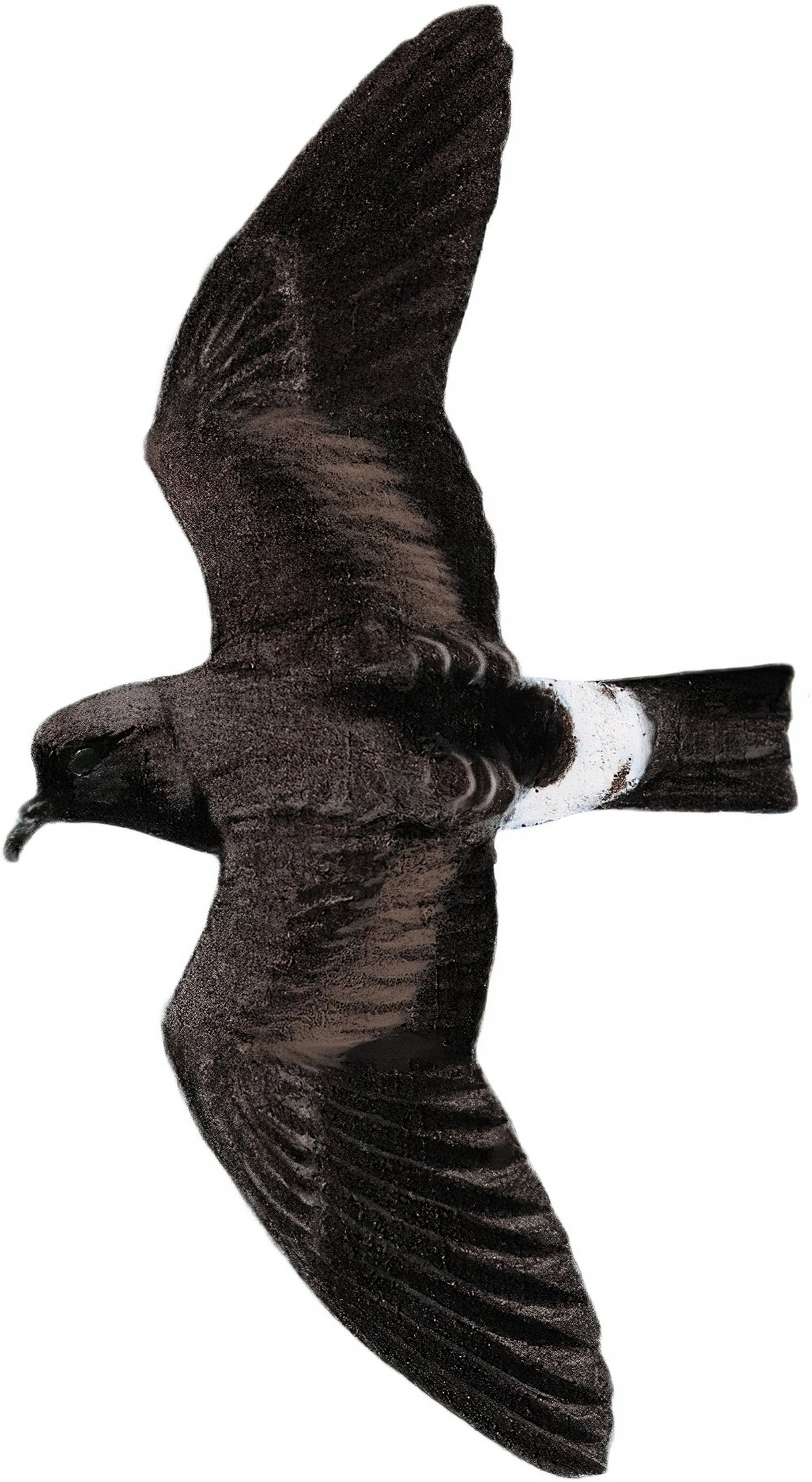 佛得角叉尾海燕 / Cape Verde Storm Petrel / Oceanodroma jabejabe