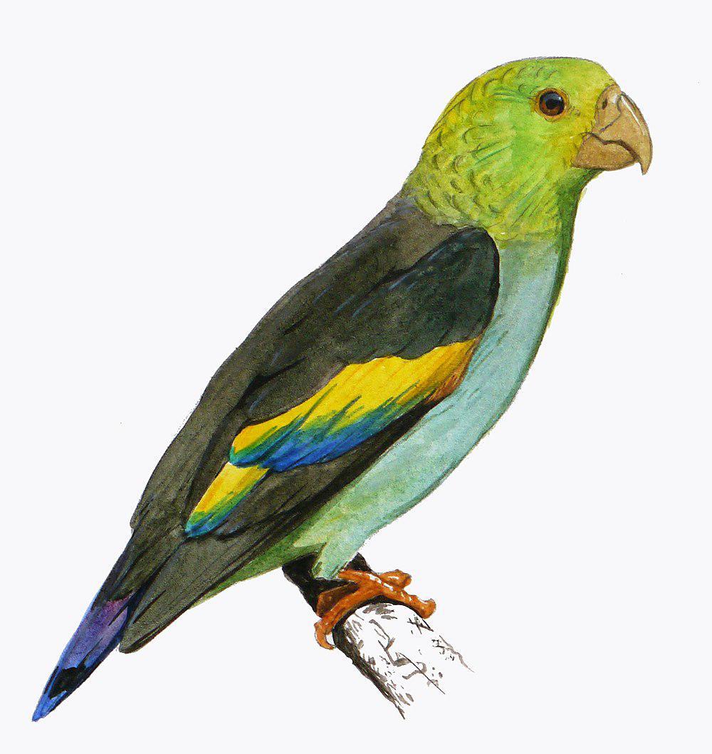 淡紫尾鹦哥 / Lilac-tailed Parrotlet / Touit batavicus