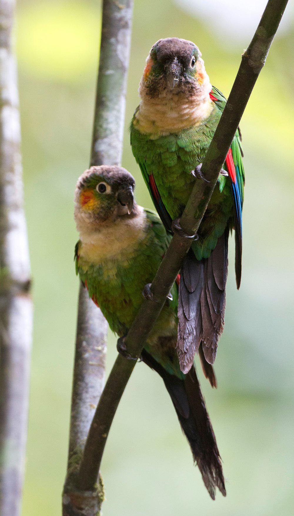 白颈鹦哥 / White-breasted Parakeet / Pyrrhura albipectus