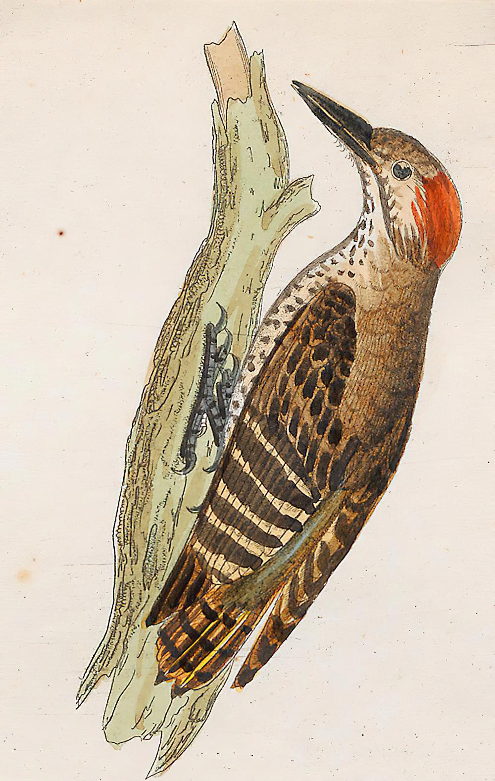 小灰啄木鸟 / Little Grey Woodpecker / Dendropicos elachus