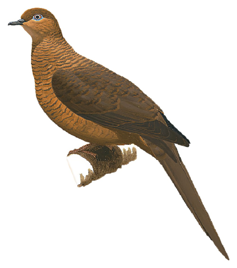 大鹃鸠 / Timor Cuckoo-Dove / Macropygia magna