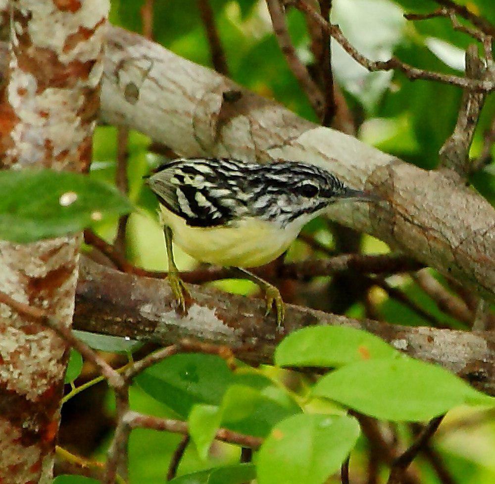 姬蚁鹩 / Pygmy Antwren / Myrmotherula brachyura