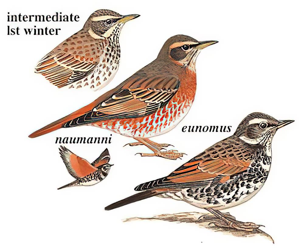 红尾鸫 / Naumann\'s Thrush / Turdus naumanni