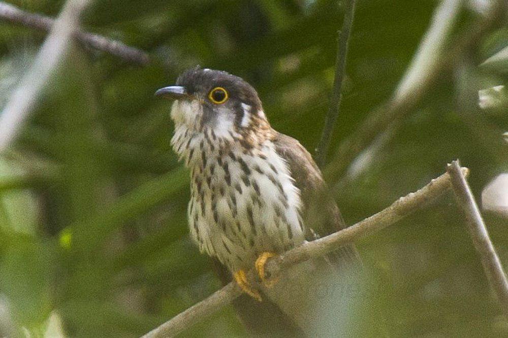 小鹰鹃 / Moustached Hawk-Cuckoo / Hierococcyx vagans