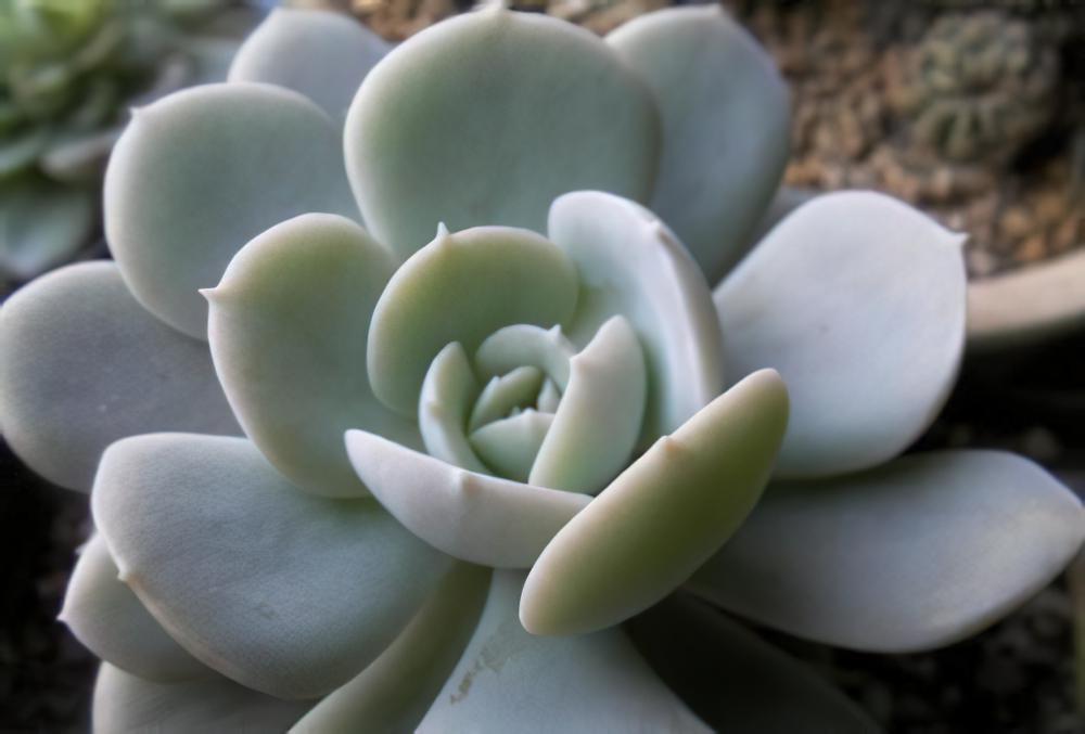 鲁氏石莲Echeveria runyonii