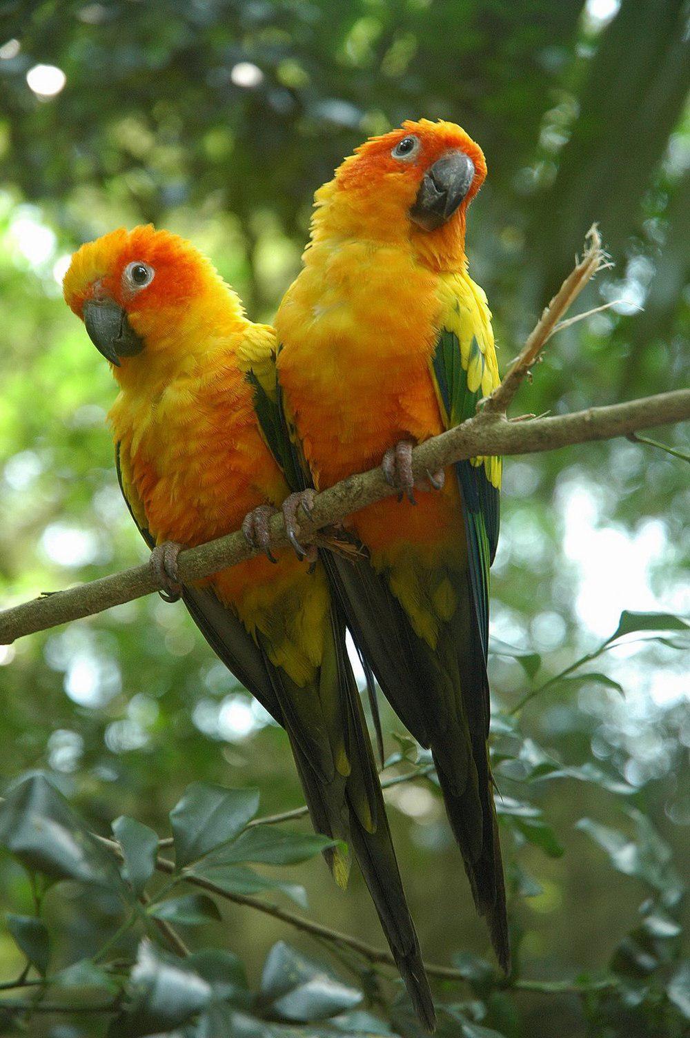 金黄鹦哥 / Sun Parakeet / Aratinga solstitialis